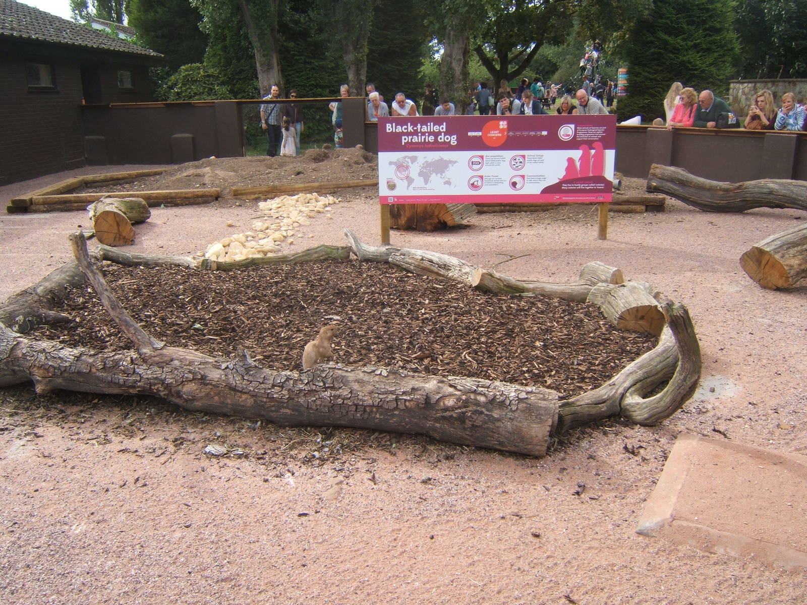 New Black-tailed Prairie Dog enclosure