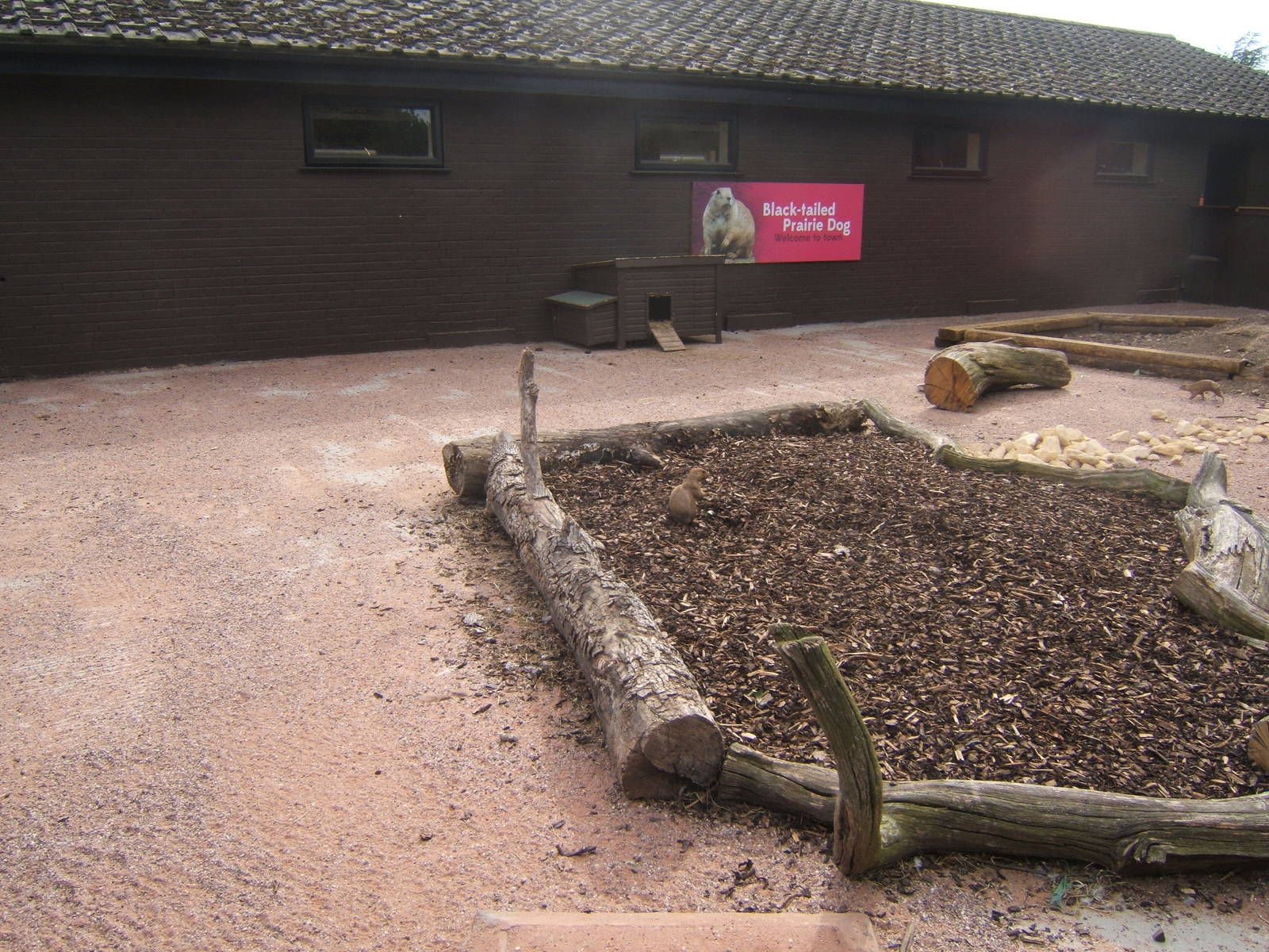 New Black-tailed Prairie Dog enclosure