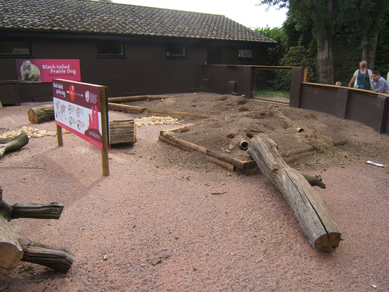 New Black-tailed Prairie Dog enclosure