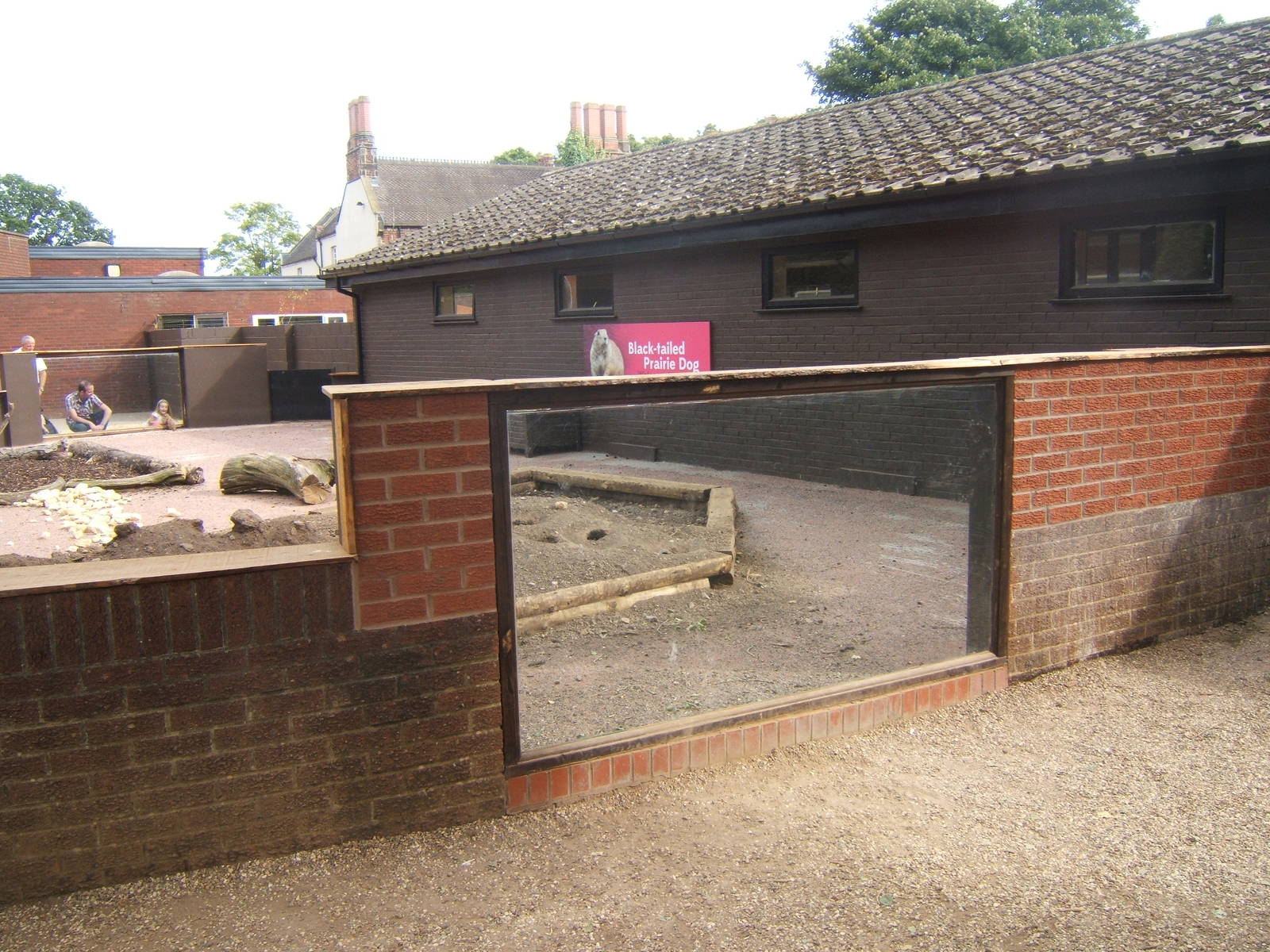 New Black-tailed Prairie Dog enclosure