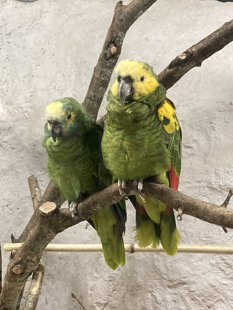 New- Blue Fronted Amazon Parrots