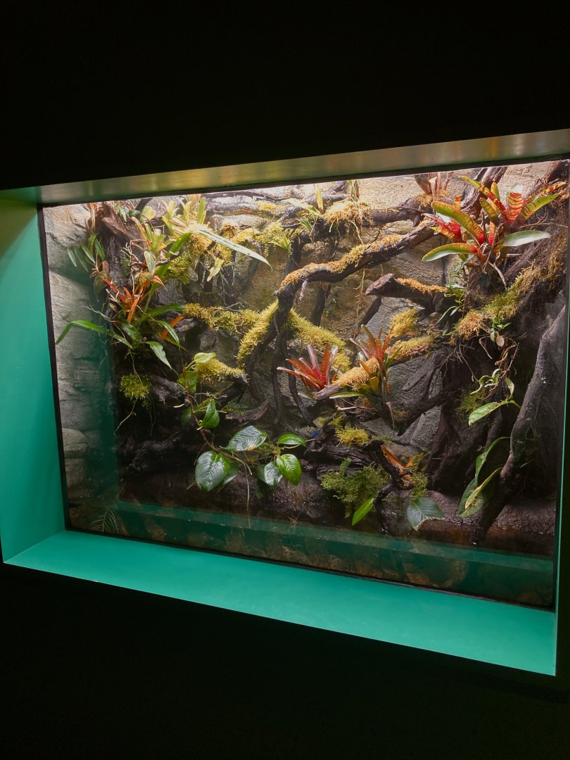 New Blue poison frog exhibit