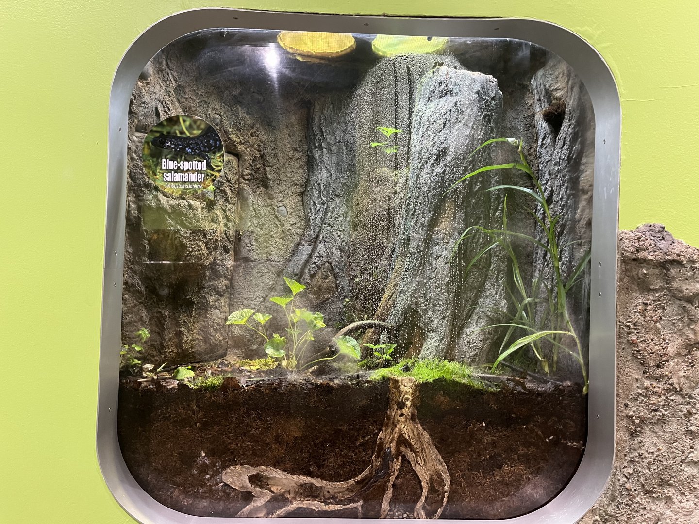 New Blue-Spotted Salamander Habitat