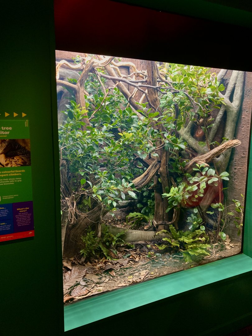 New Blue spotted tree monitor lizard exhibit