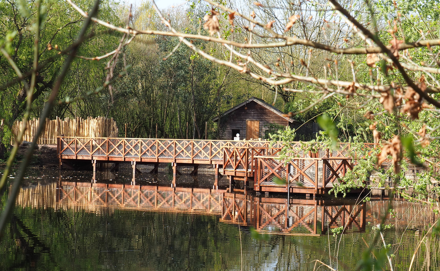 New boardwalk alongside Double-wattled cassowary exhibits, 2022-04-12
