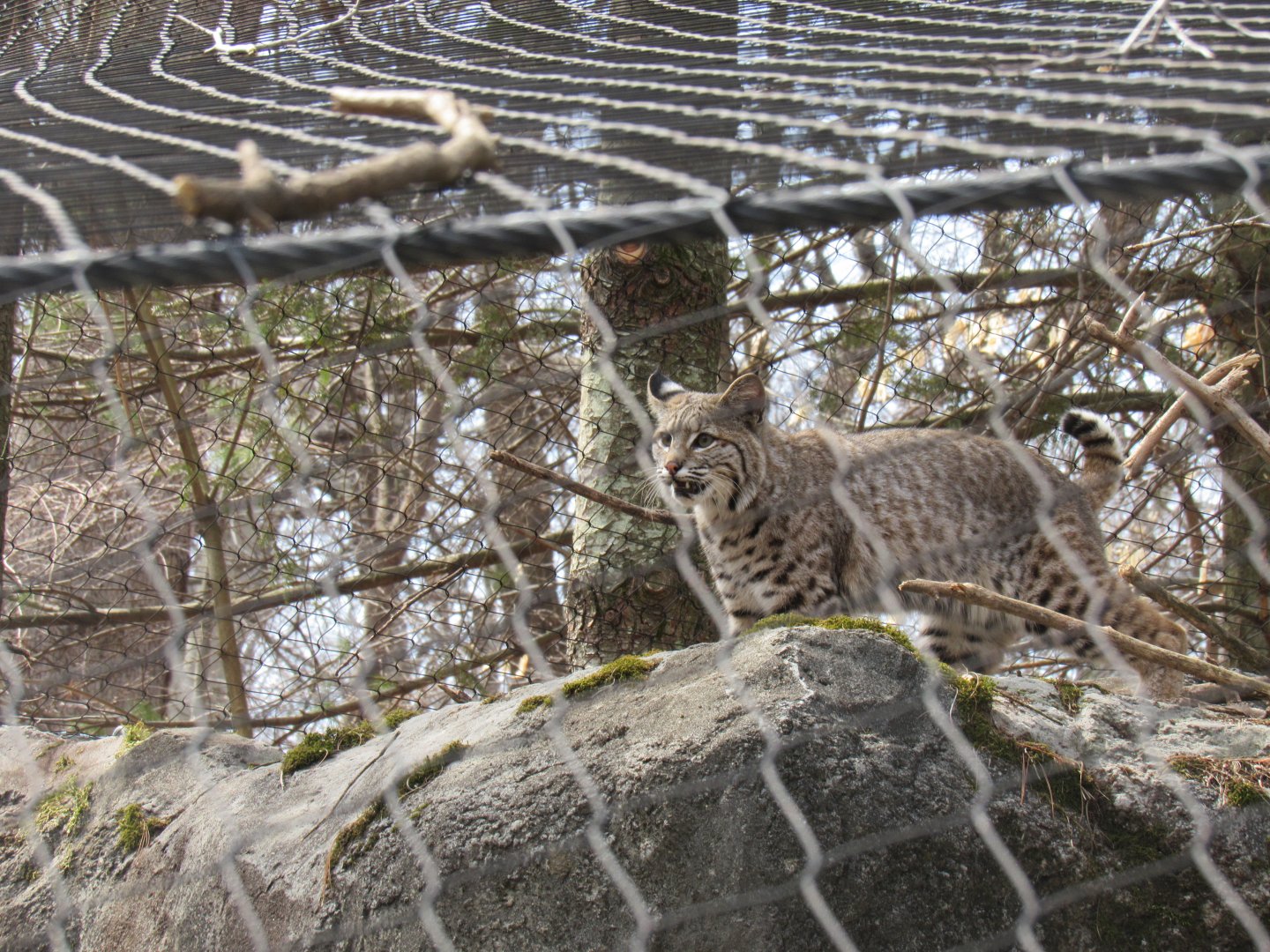 New Bobcat Exhibit