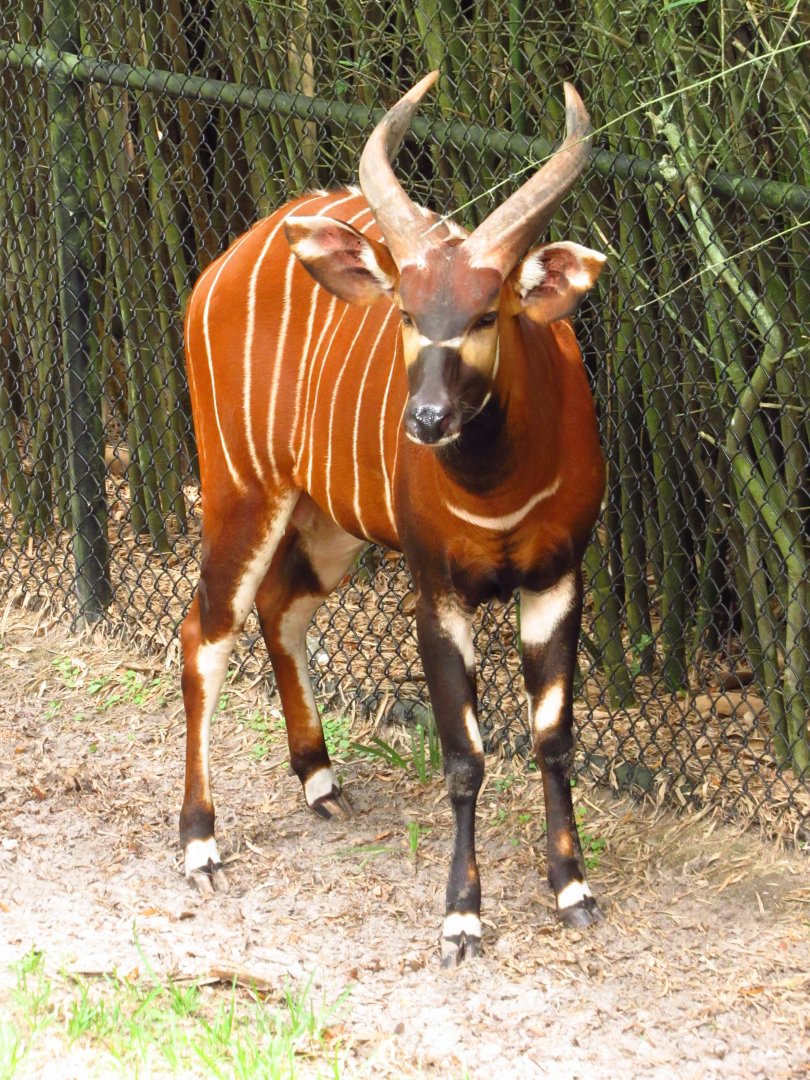 New Bongo Bull