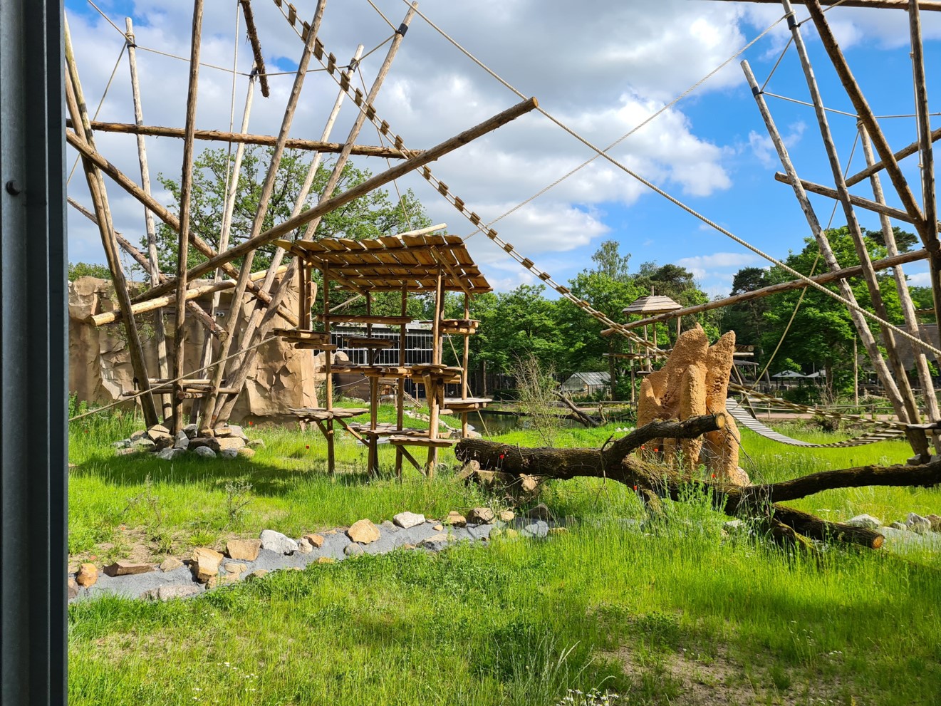 New bonobo enclosure - look into the viewing window