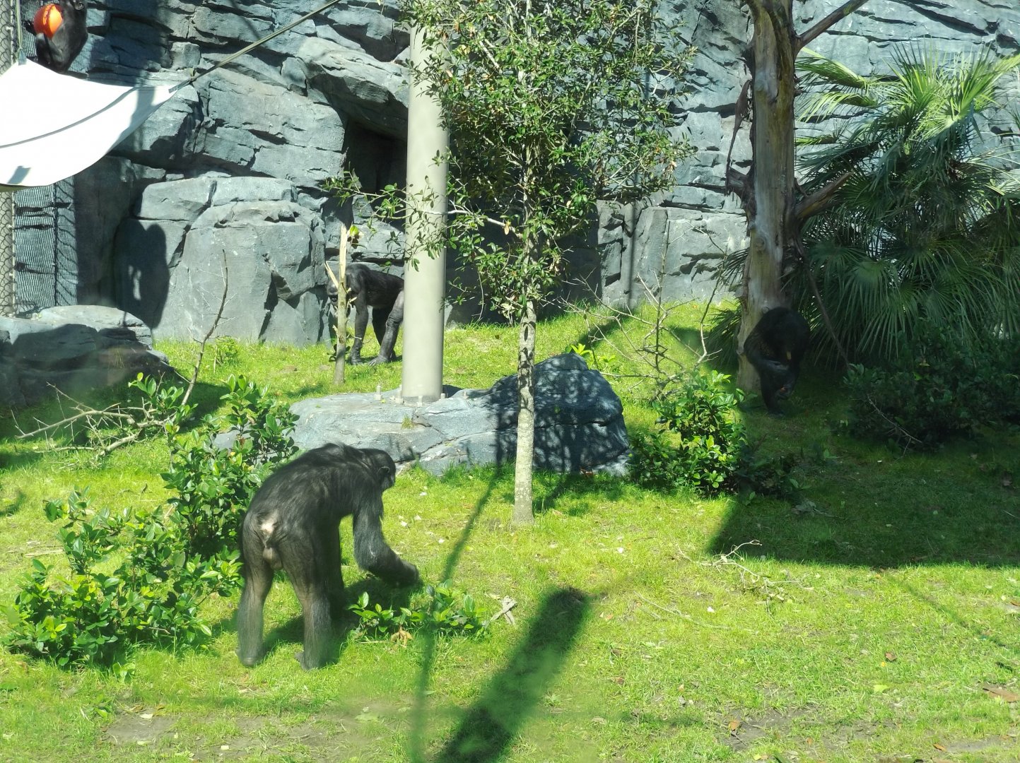 New Bonobo Exhibit