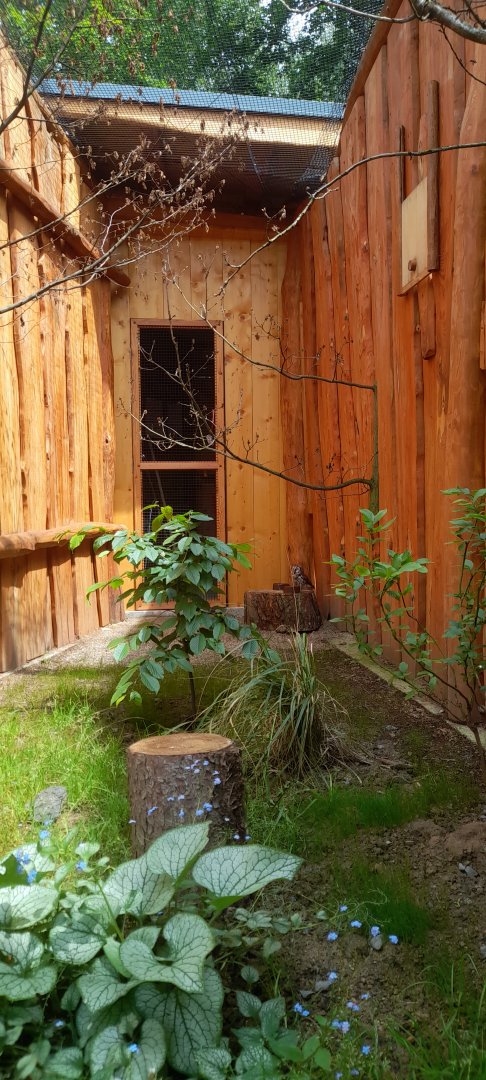 New boreal owl aviary