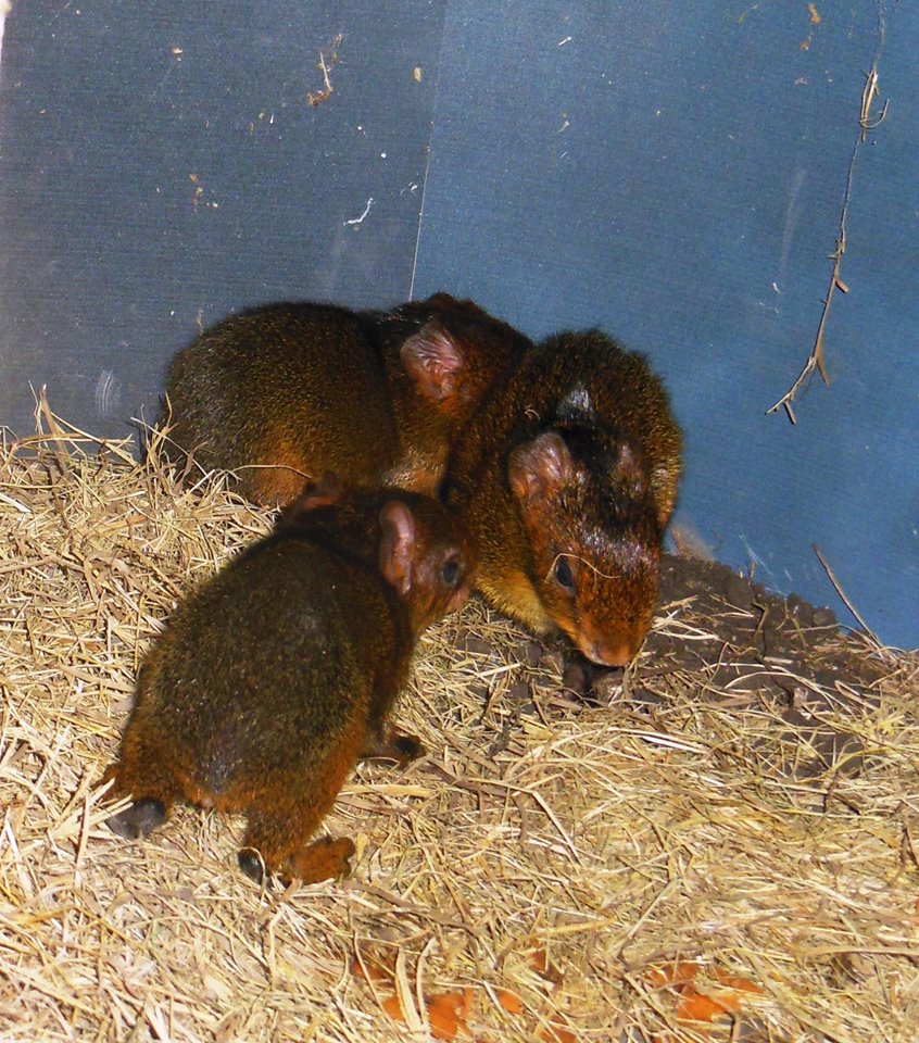 New born Agoutis, October 30, 2014
