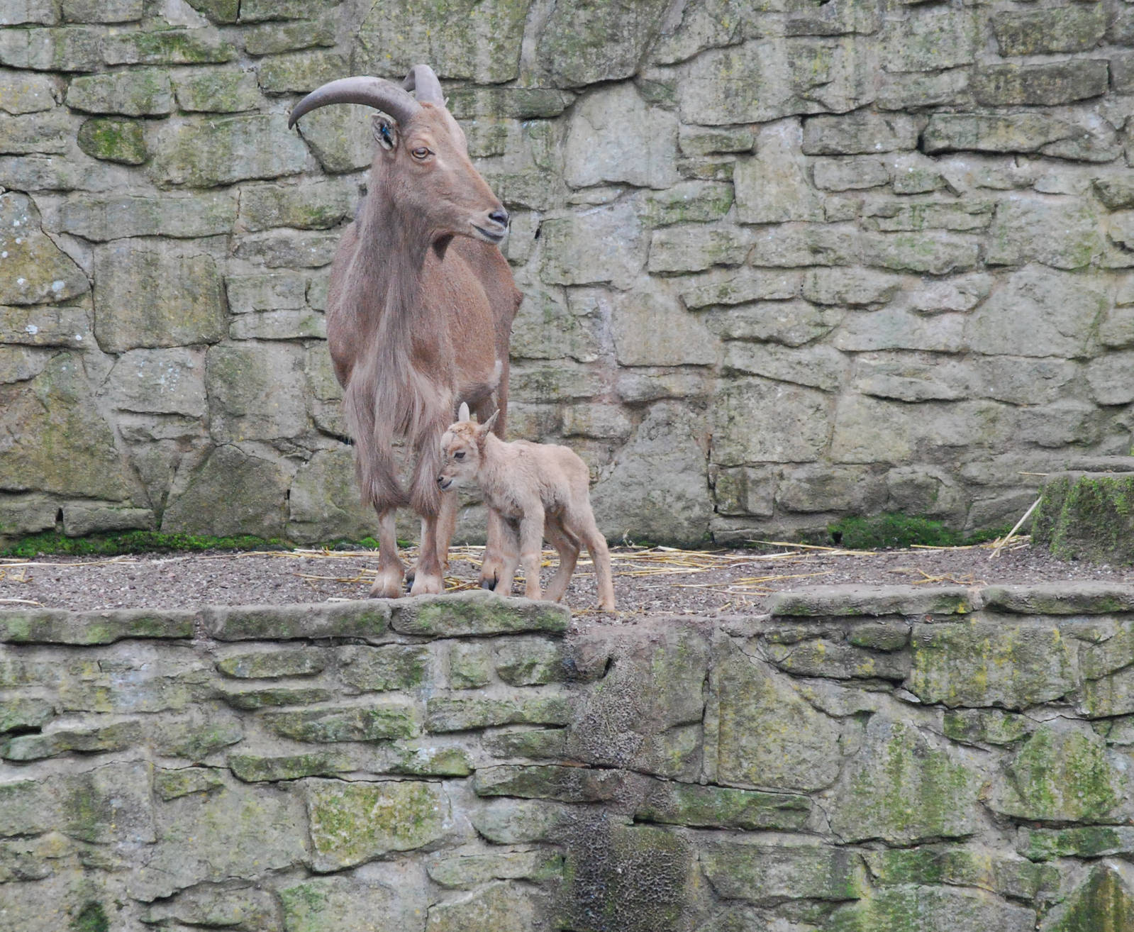NEW BORN BARBARY SHEEP AND PARENT