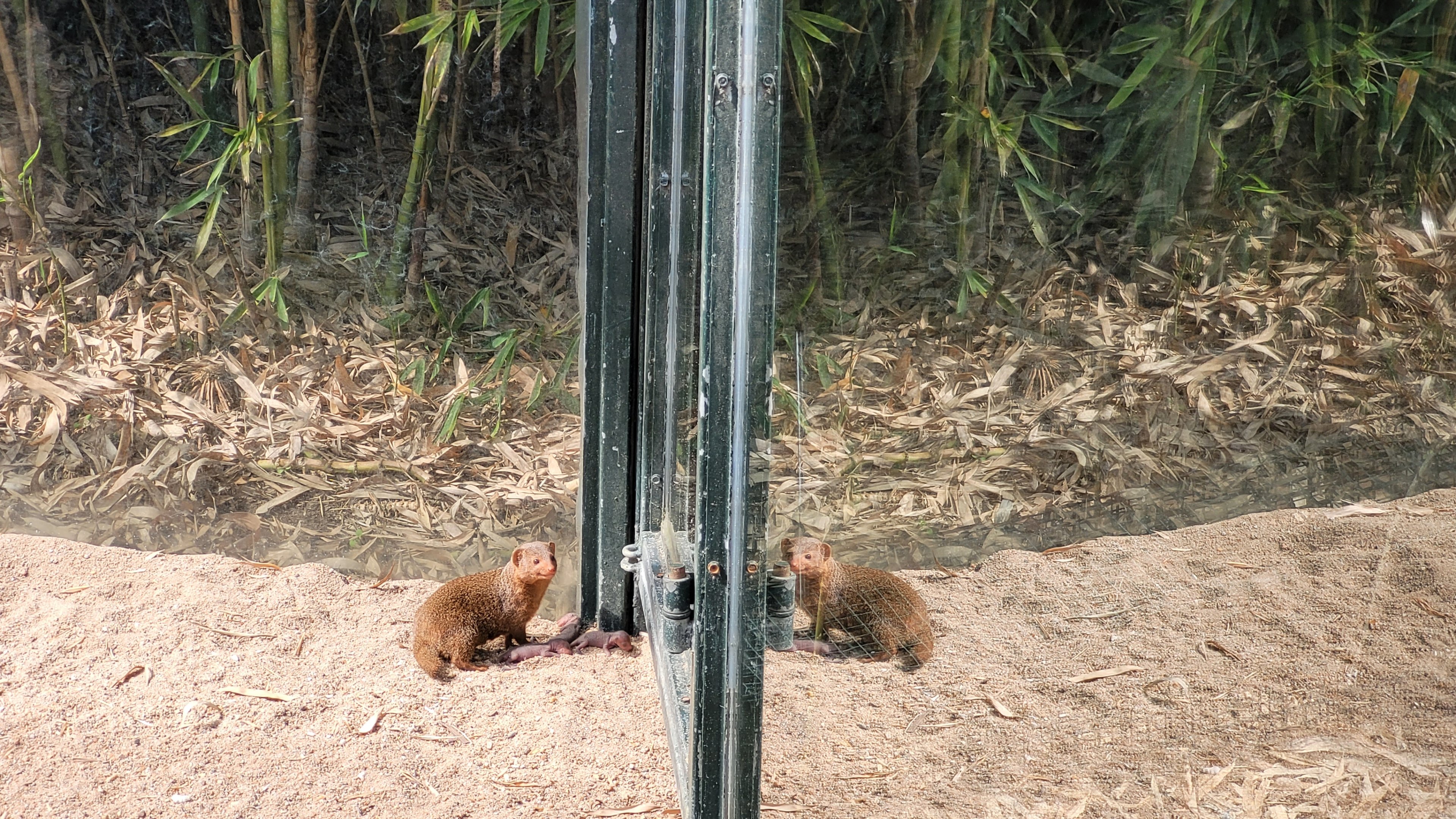 New born Dwarf Mongoose