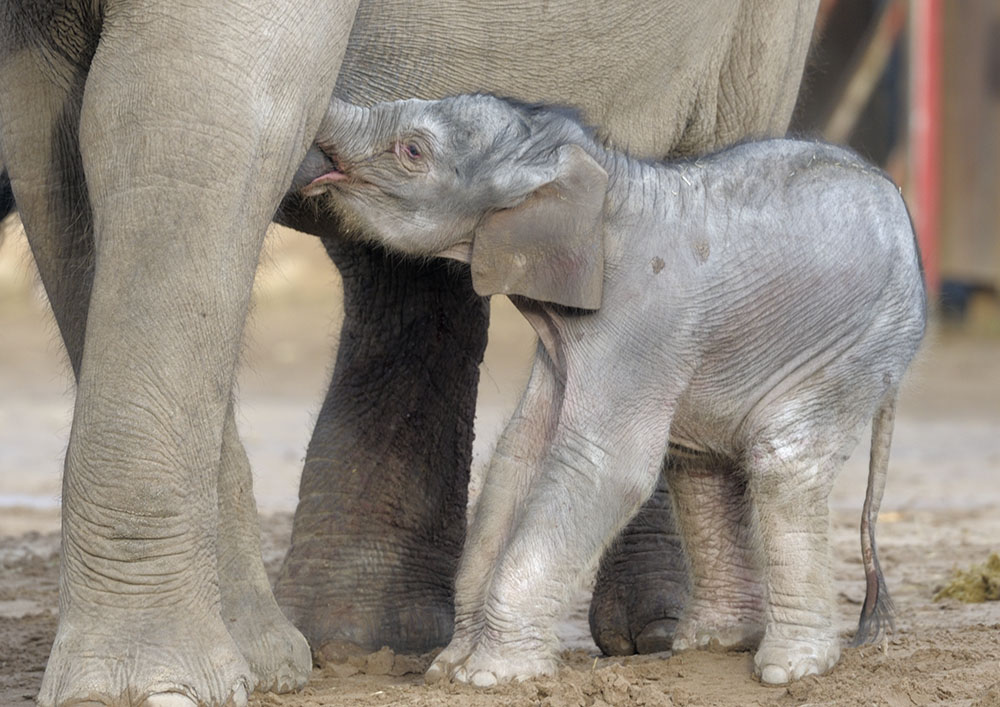 New-born elephant calf suckling
