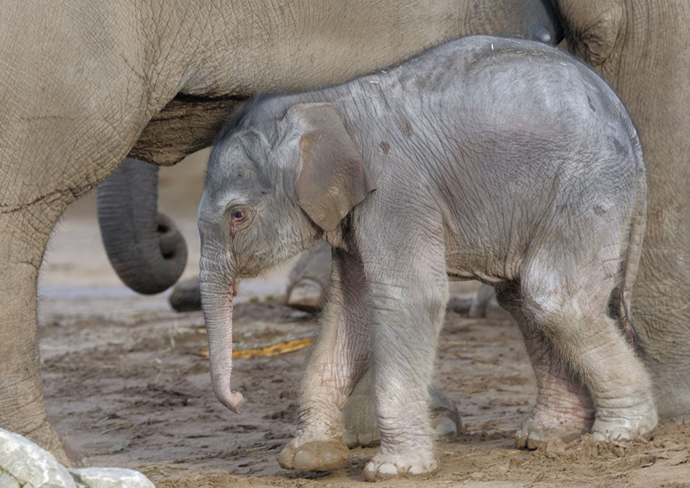 New-born elephant calf