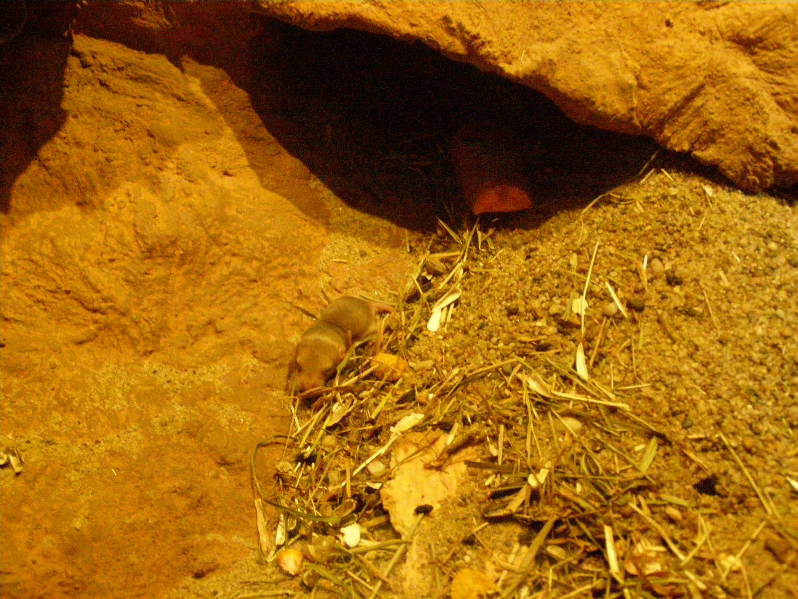 new born fat-tailed gerbil [i]Pachyuromys duprasi[/i]