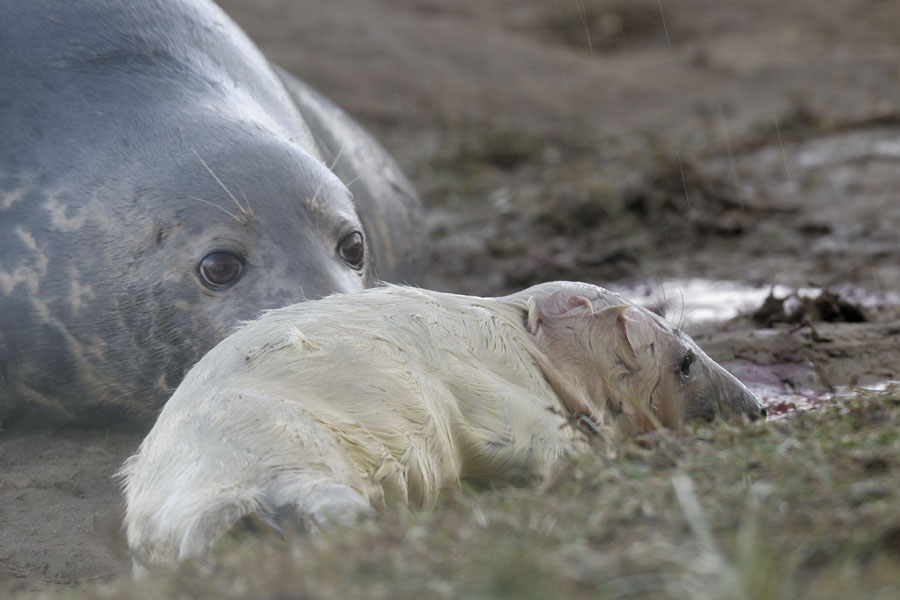 New born grey seal pup (1)