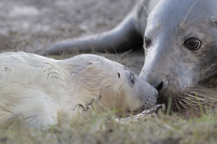 New born grey seal pup (2)