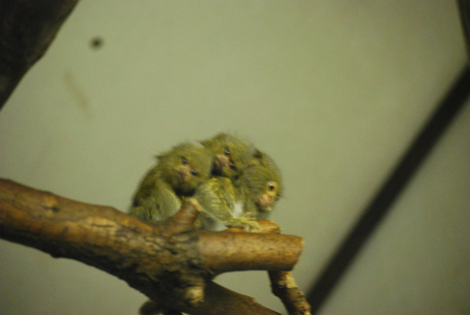NEW BORN Gypmy Marmosets