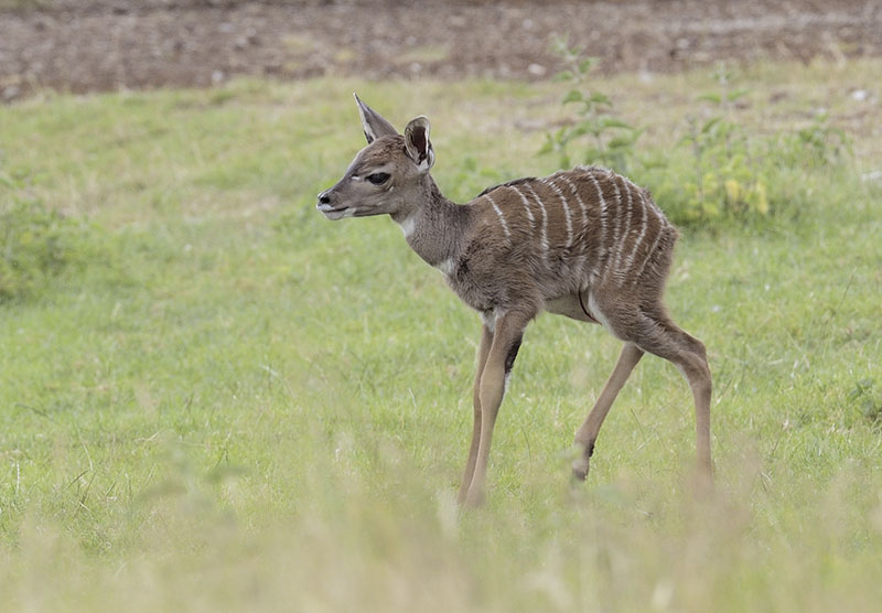 New-born lesser kudu calf (1)