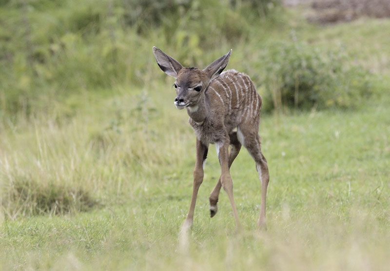 New-born lesser kudu calf (2)