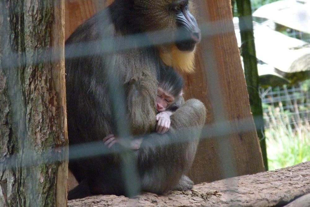 New-born Mandrill, 11 September 2013