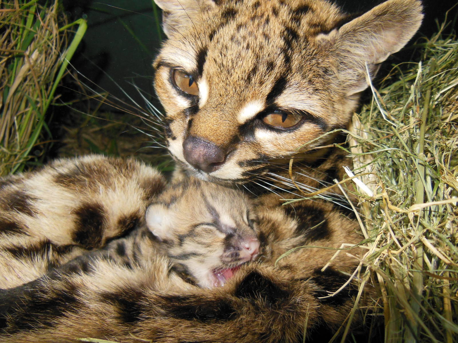 New born Margay, November 1, 2014.