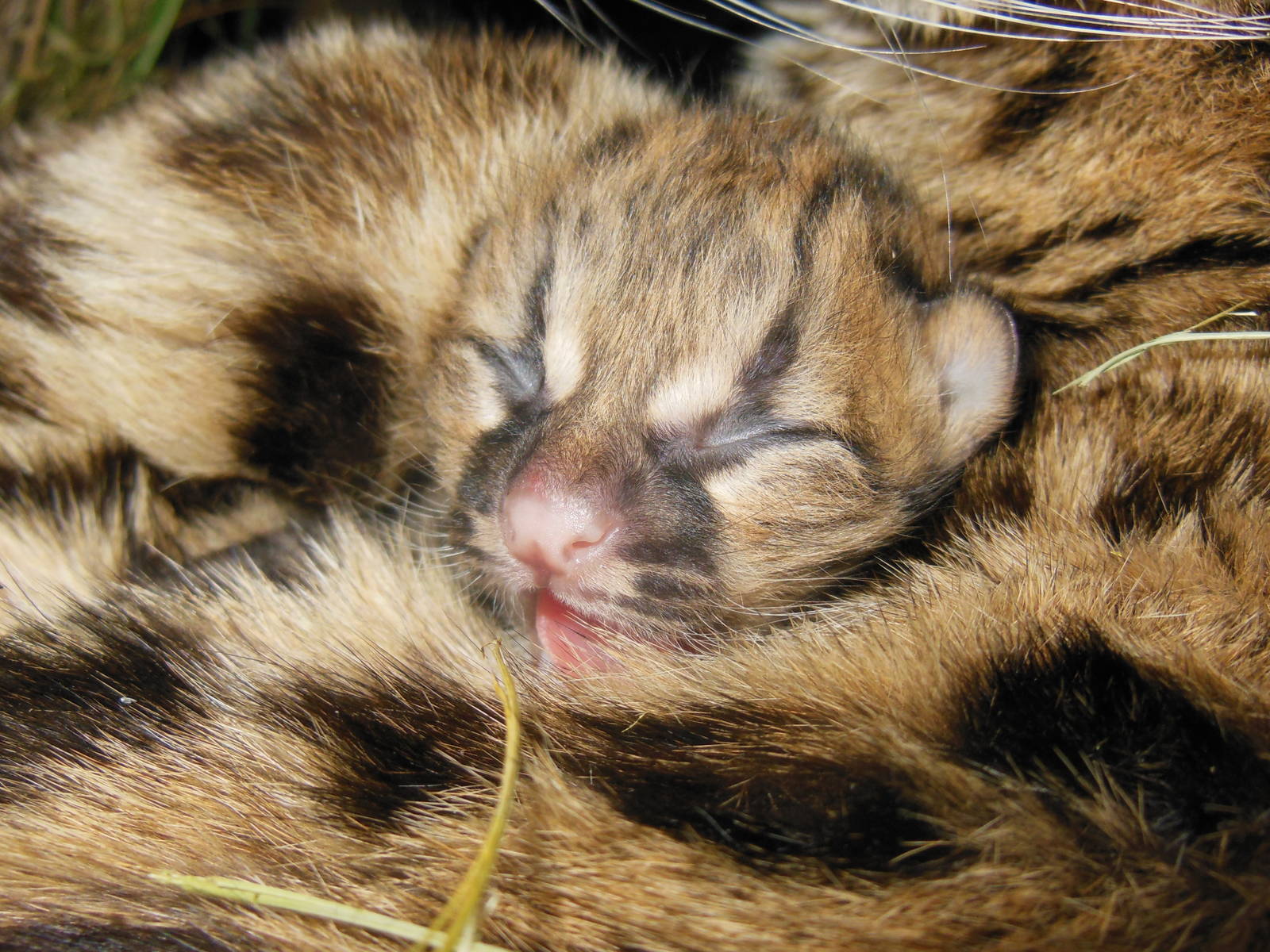 New born Margay, November 1, 2014.