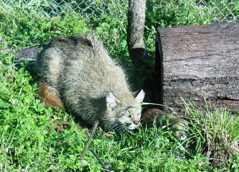 New born Pampas Cat, October 30, 2014