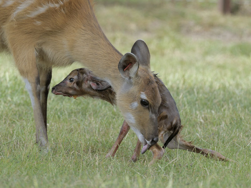 New born sitatunga calf 1