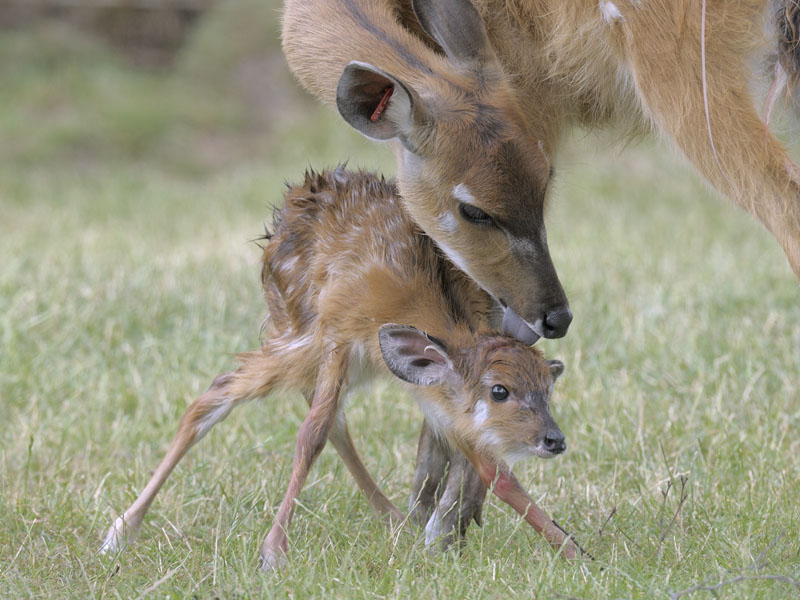 New born sitatunga calf 2