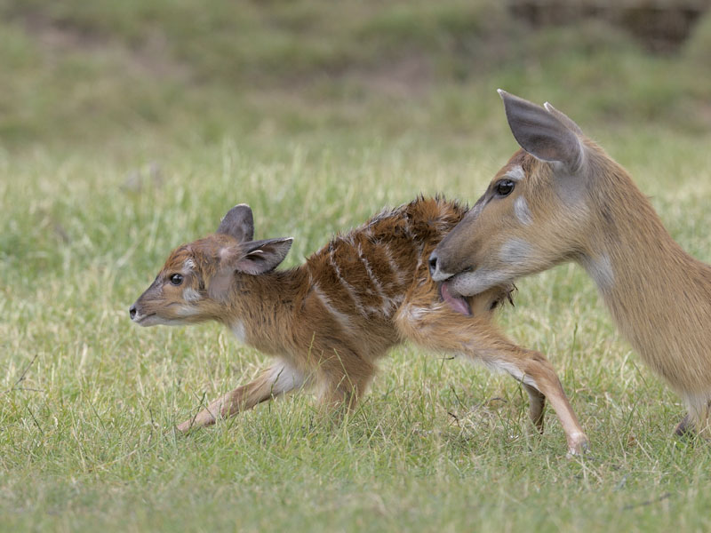 New born sitatunga calf 3