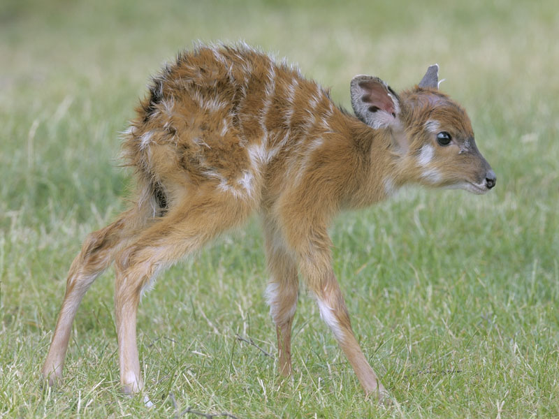 New born sitatunga calf 4