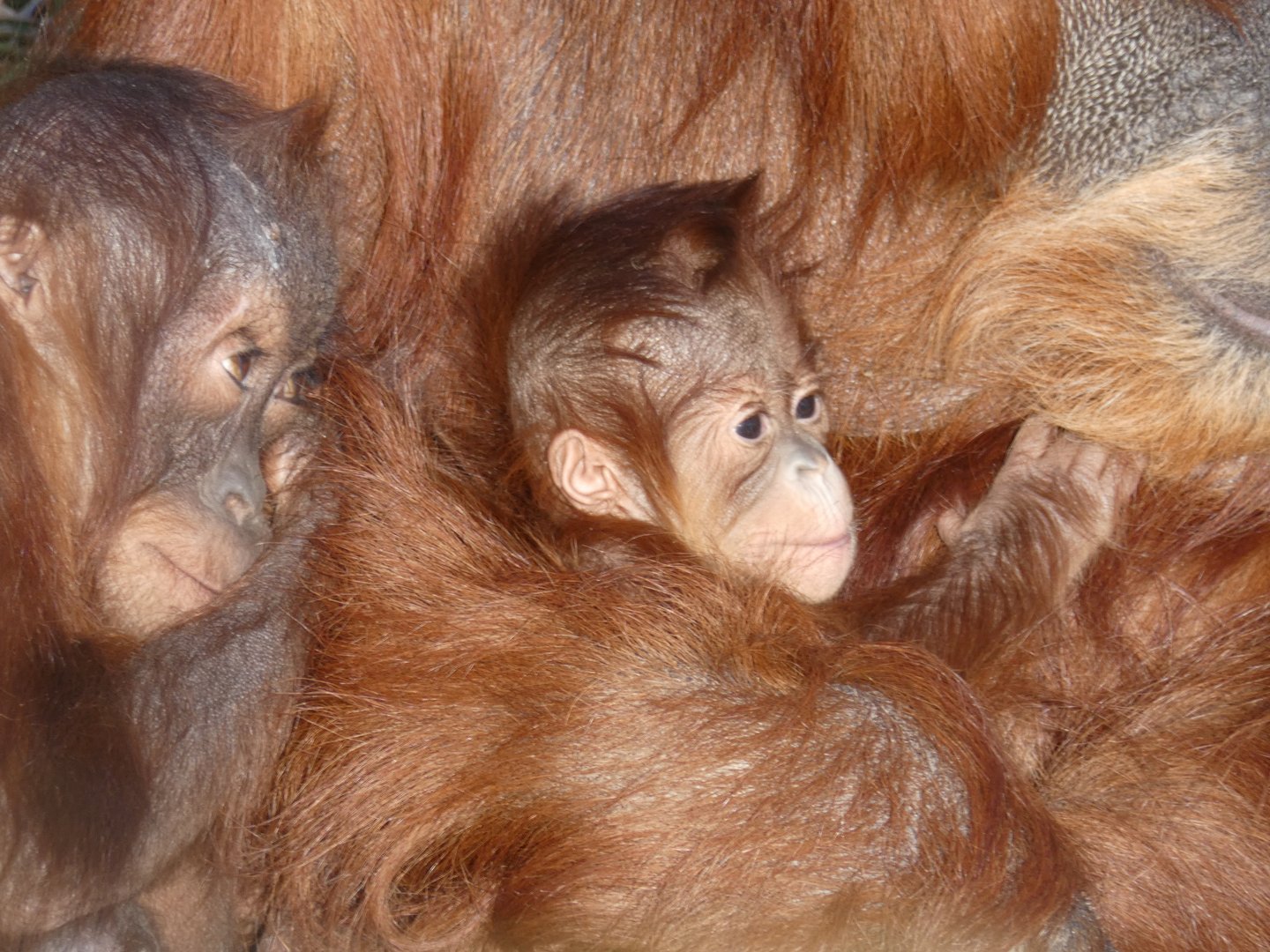 New-born Sumatran Orang-utan