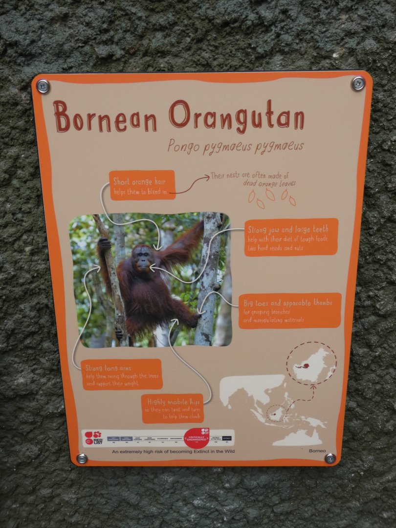 New Bornean Orang-utan Signage