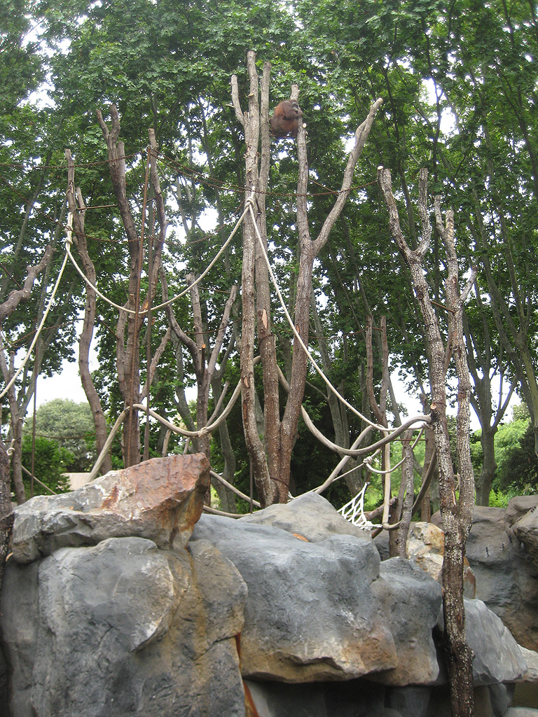 New Bornean Orangutan exhibit