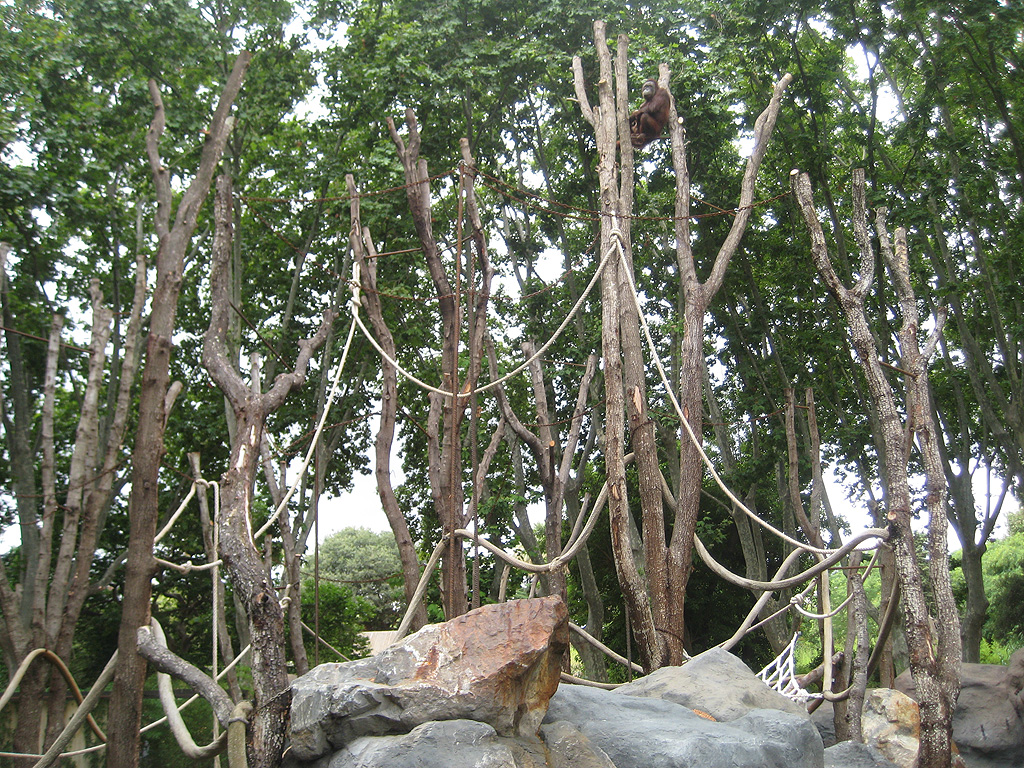 New Bornean Orangutan exhibit