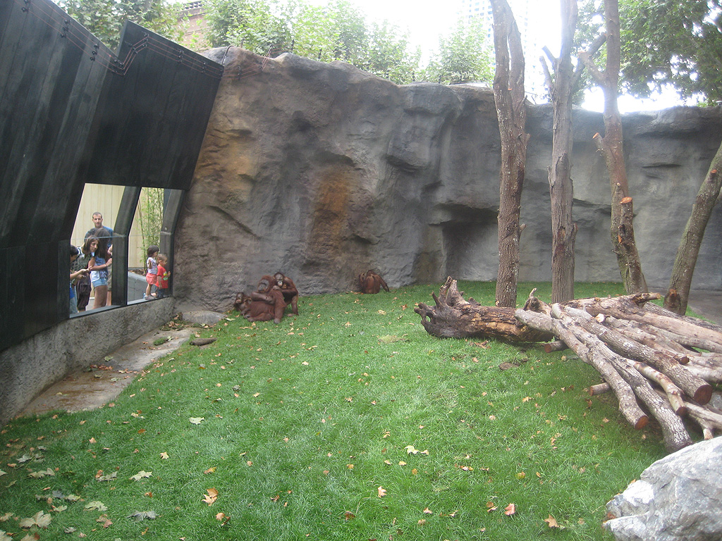 New Bornean Orangutan exhibit