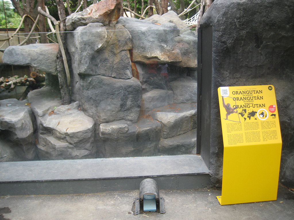 New Bornean Orangutan exhibit