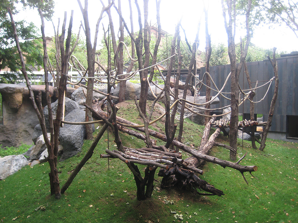 New Bornean Orangutan exhibit