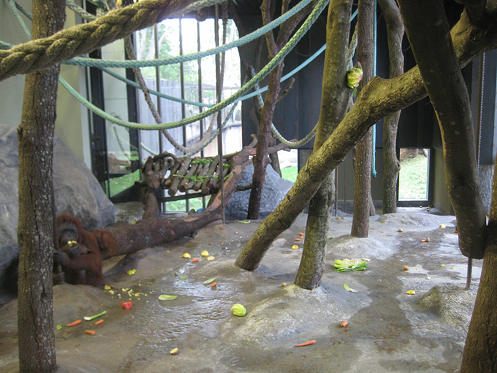 New Bornean Orangutan exhibit