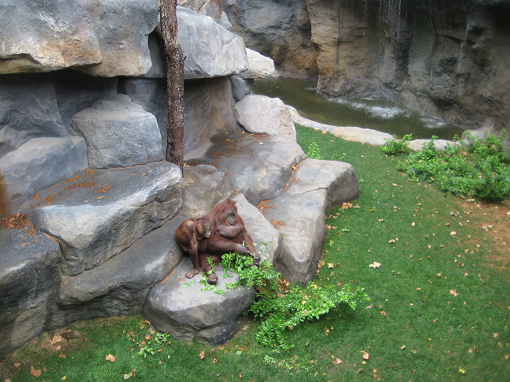 New Bornean Orangutan exhibit