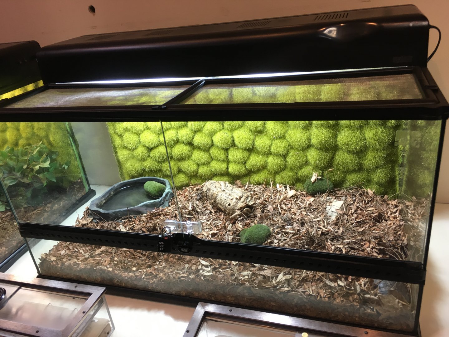 NEW Box Turtle Exhibit