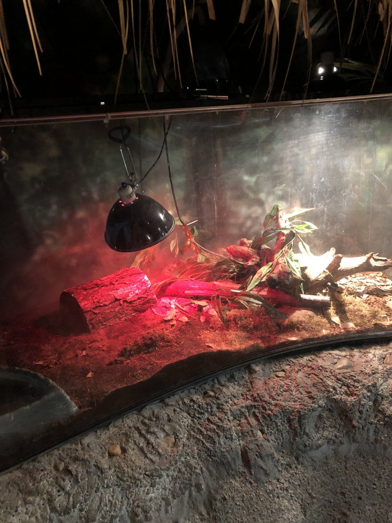 NEW Brazilian Rainbow Boa Exhibit | Henry Vilas Zoo