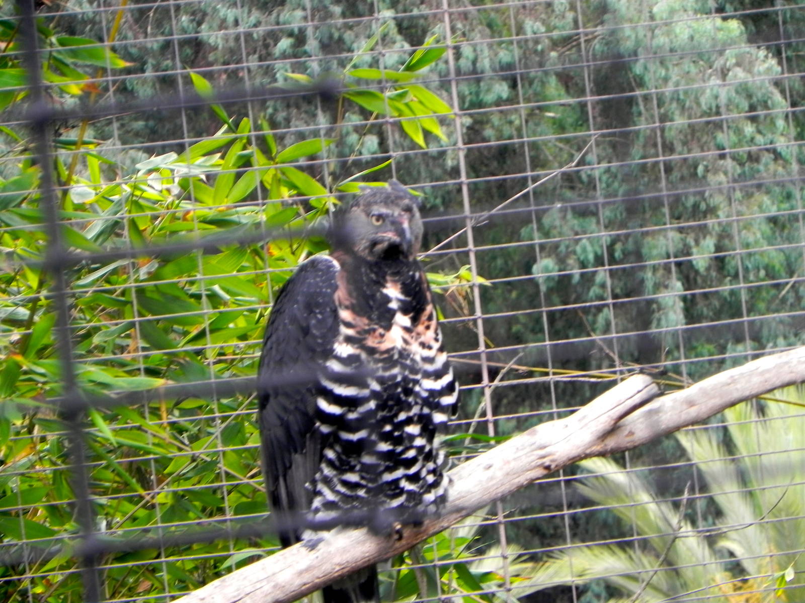 New breeding pair of crowned eagles.