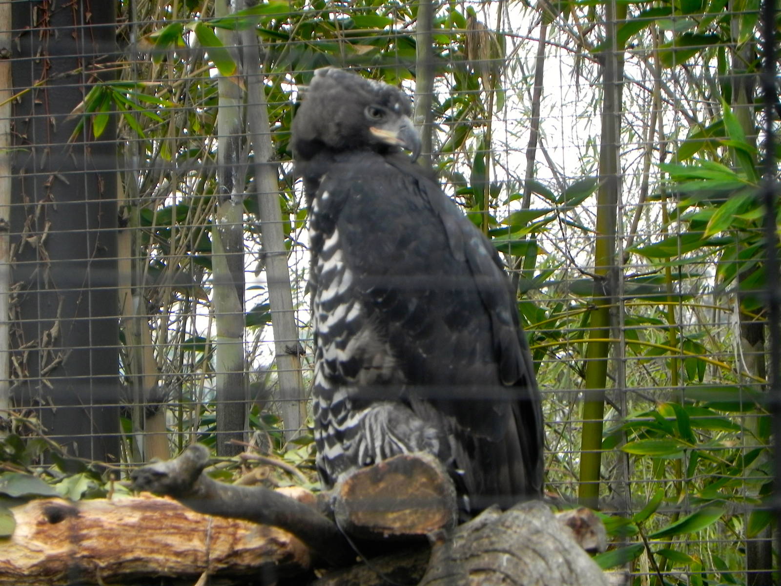 New breeding pair of crowned eagles.