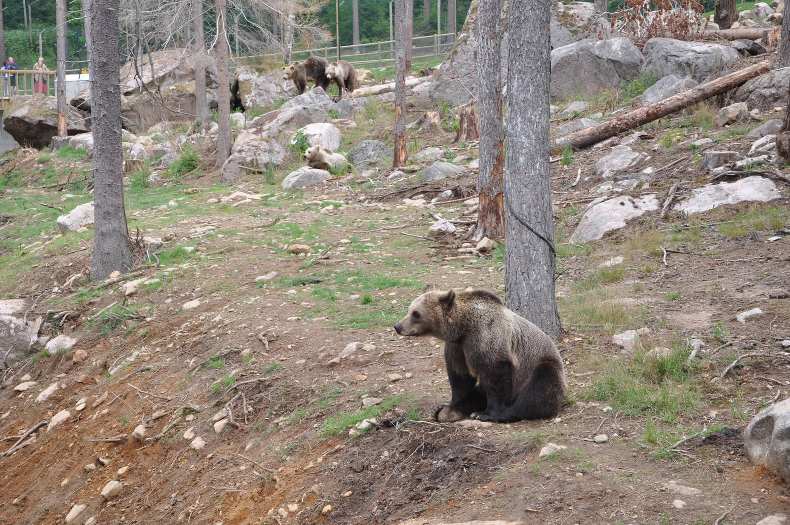 New brown bear exhibit -Borås Zoo