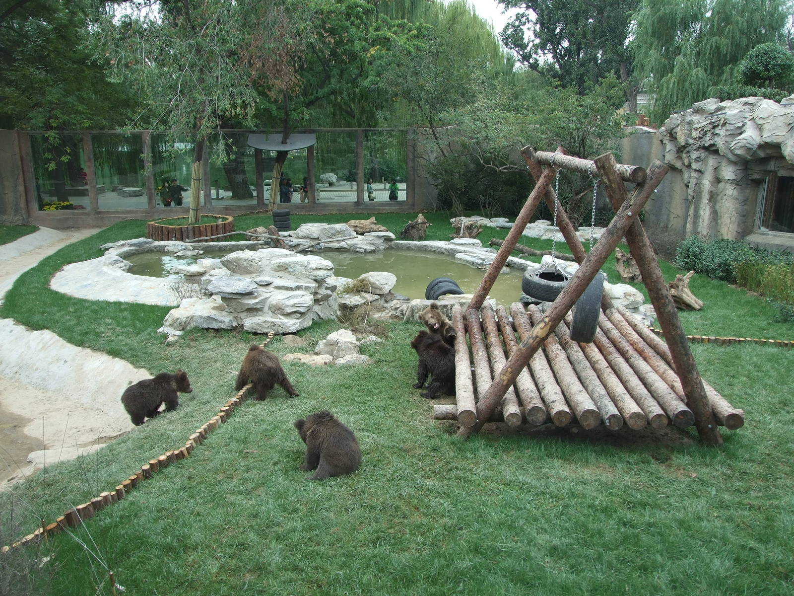 New brown bear exhibit