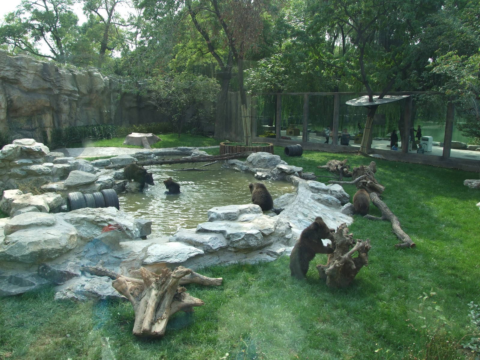 New brown bear exhibit