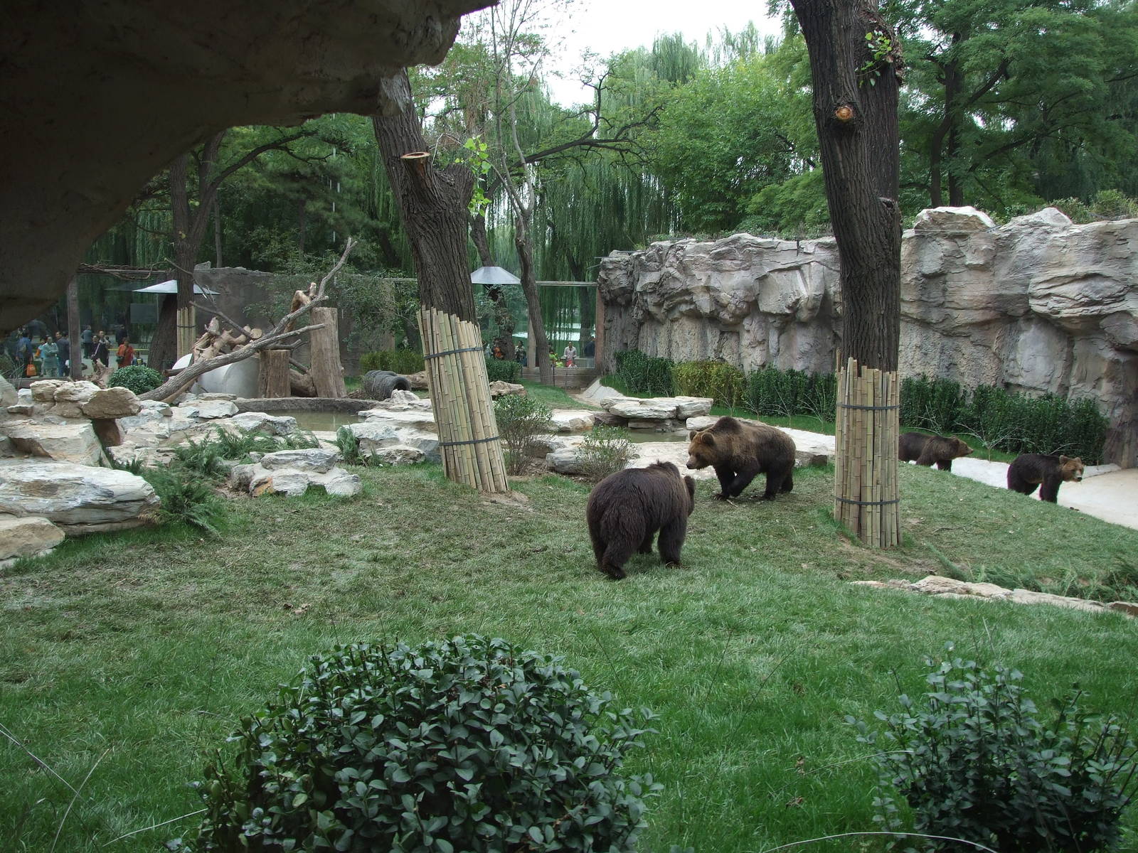 New brown bear exhibit